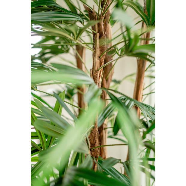 Hoyz Greenery - Lady Kunstpalm 210 cm