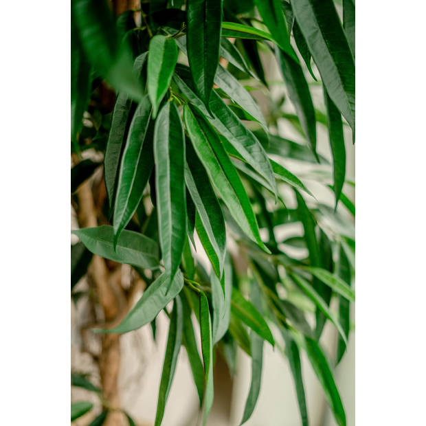 Hoyz Greenery - Kunstplant Longifolia Royaal 180 cm