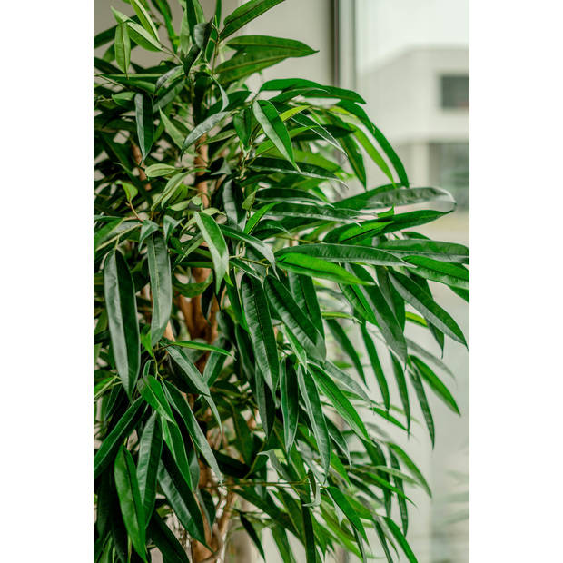 Hoyz Greenery - Kunstplant Longifolia Royaal 180 cm