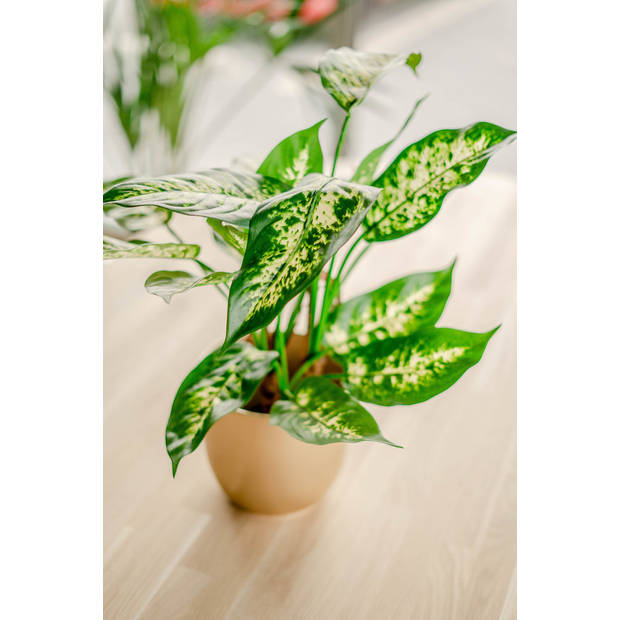 Hoyz Greenery - Kunstplant Dieffenbachia 40 cm