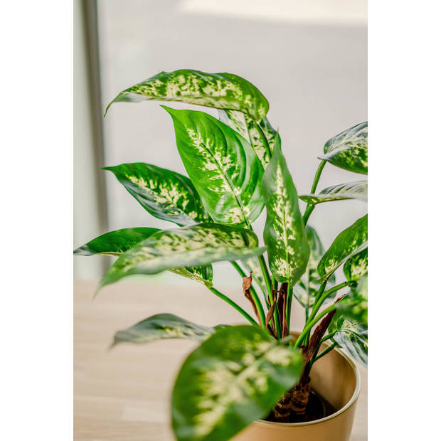 Hoyz Greenery - Kunstplant Dieffenbachia 40 cm