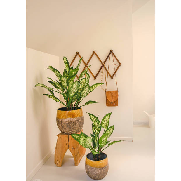 Hoyz Greenery - Kunstplant Dieffenbachia 40 cm