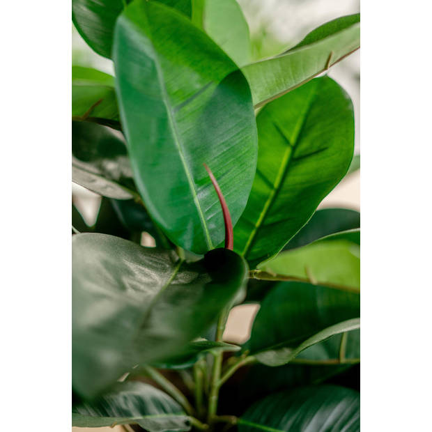 Hoyz Greenery - Kunstplant Rubber plant 51 cm