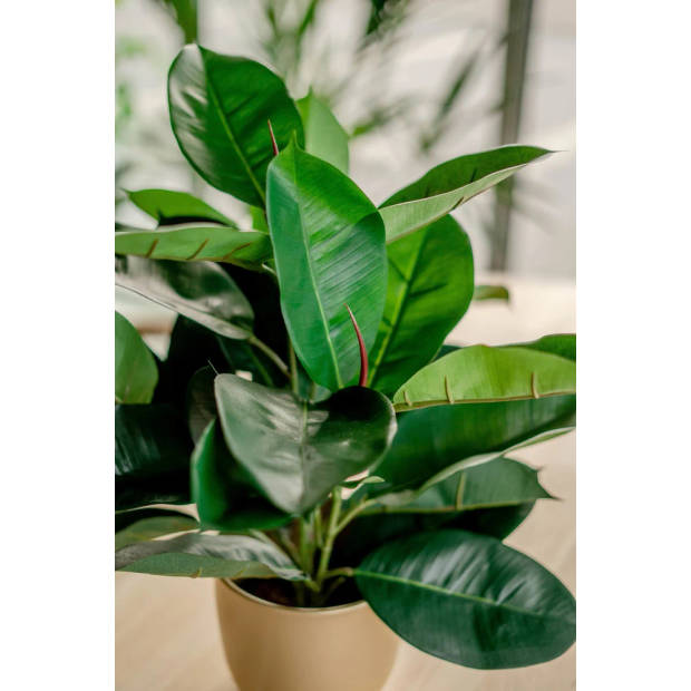 Hoyz Greenery - Kunstplant Rubber plant 51 cm