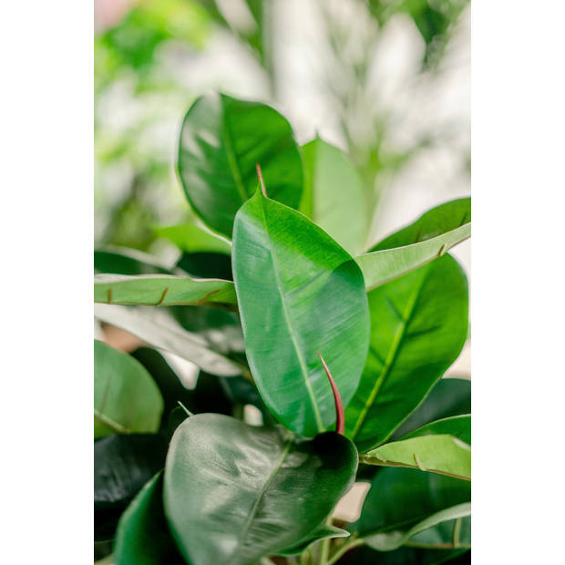 Hoyz Greenery - Kunstplant Rubber plant 51 cm