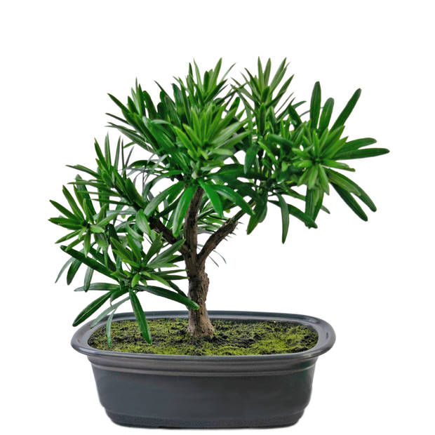 Hoyz Greenery - Kunstplant Bonsai Podocarpus 20 cm