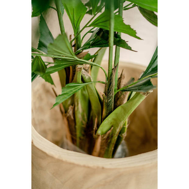 Hoyz Greenery - Kunstplant Fishtail Palm 160 cm