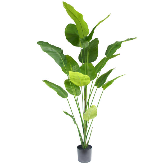 Hoyz Greenery - Kunstplant Strelitzia 210 cm