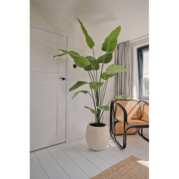 Hoyz Greenery - Kunstplant Strelitzia 210 cm