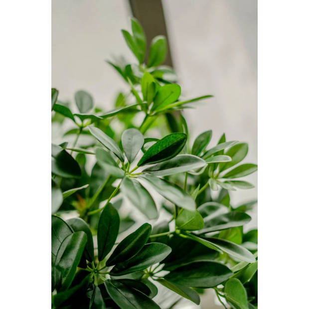 Hoyz Greenery - Kunstplant Schefflera 120 cm.