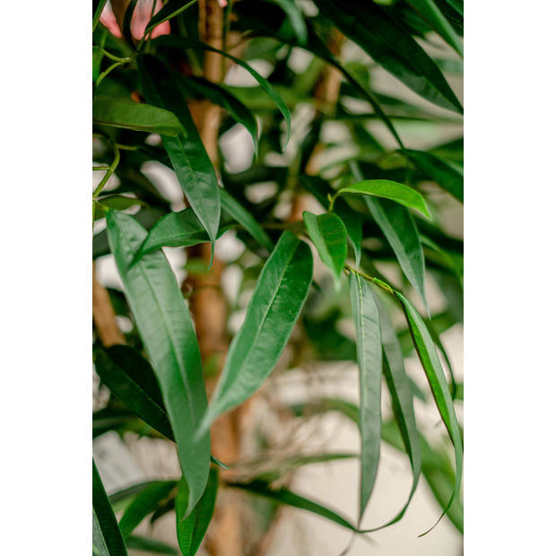 Hoyz Greenery - Kunstplant Longifolia Royaal 150 cm