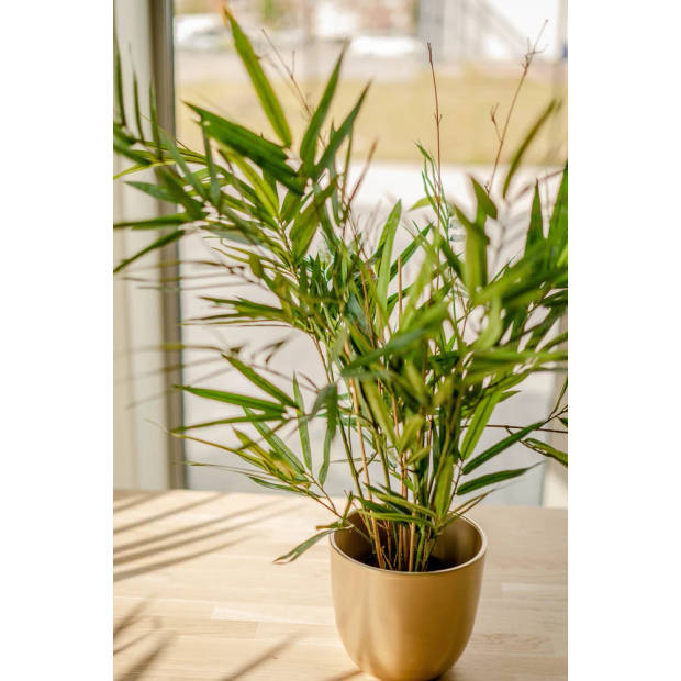 Hoyz Greenery - Kunstplant Bamboe Royaal 70 cm