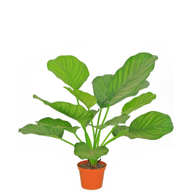 Hoyz Greenery - Kunstplant Calathea 46 cm