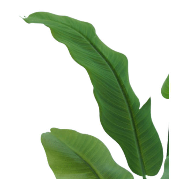 Hoyz Greenery - Kunstplant Strelitzia Nicolai 90 cm