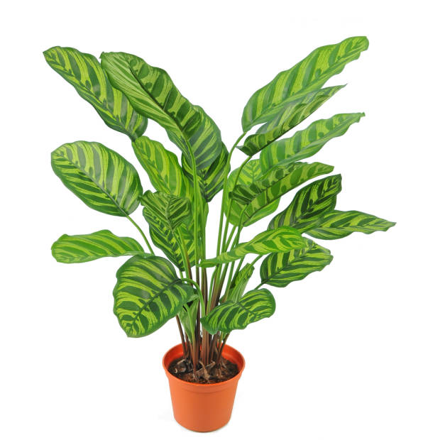 Hoyz Greenery - Kunstplant Calathea Makoyana 60 cm