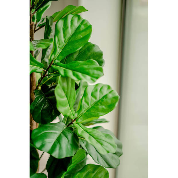 Hoyz Greenery - Kunstplant Fiddle Leaf Tree 150 cm