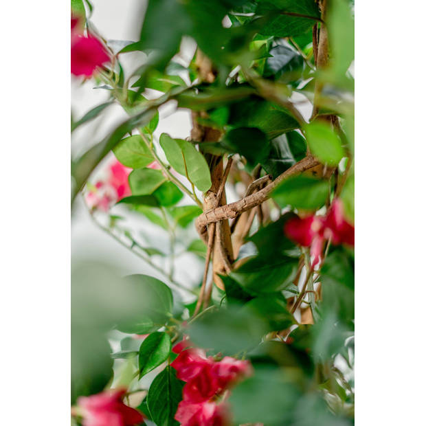 Hoyz Greenery - Kunstplant Bougainvillea Liana Fuchsia 115 cm