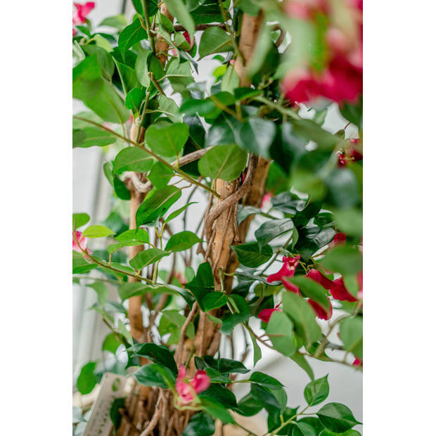 Hoyz Greenery - Kunstplant Bougainvillea Liana Fuchsia 115 cm