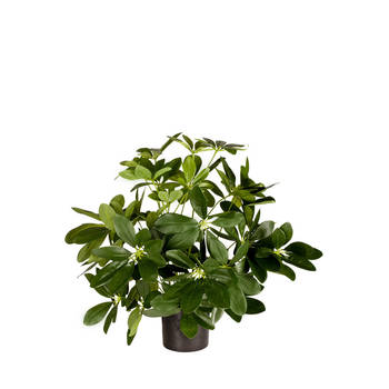 Hoyz Greenery - Kunstplant Baby Schefflera 45 cm