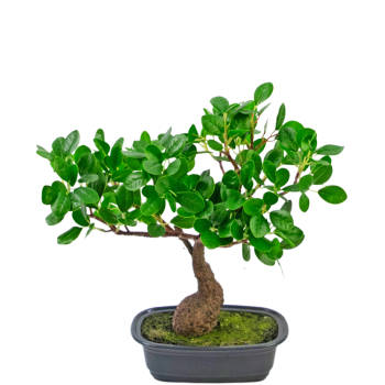 Hoyz Greenery - Kunstplant Bonsai Ficus 30 cm