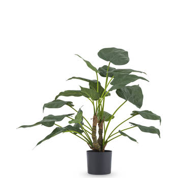 Hoyz Greenery - Kunstplant Alocasia Cucullata 53 cm