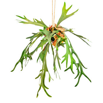 Hoyz Greenery - Kunst hangplant Staghorn op bal 89 cm