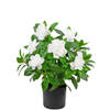 Hoyz Greenery - Kunstplant Gardenia 39 cm wit