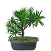 Hoyz Greenery - Kunstplant Bonsai Podocarpus 20 cm