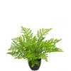 Hoyz Greenery - Kunst varen 35 cm in sierpot zwart