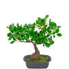 Hoyz Greenery - Kunstplant Bonsai Ficus 30 cm