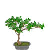 Hoyz Greenery - Kunstplant Bonsai Ficus 40 cm