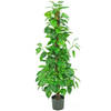 Hoyz Greenery - Kunstplant Pothos 150 cm