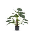 Hoyz Greenery - Kunstplant Alocasia Cucullata 53 cm