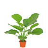 Hoyz Greenery - Kunstplant Calathea 46 cm
