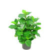 Hoyz Greenery - Kunstplant Clusia 45 cm