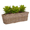 Mega Collections Planten/bloemen mand Levi - rotan - naturel - 50 x 15 x 17 cm - plantenpot voor buiten - Plantenpotten