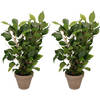 2x Groene ficus kunstplanten 40 cm - Kunstplanten