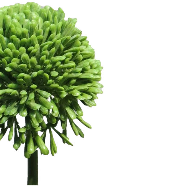 Bellatio Design Sierui Globemaster kunstbloem - losse steel - groen - 44cm - Natuurlijke uitstraling - Kunstbloemen