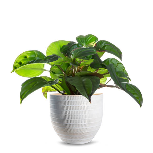 Jodeco Plantenpot/bloempot Beau - wit/goud - keramiek - D35 x H32 cm - Plantenpotten