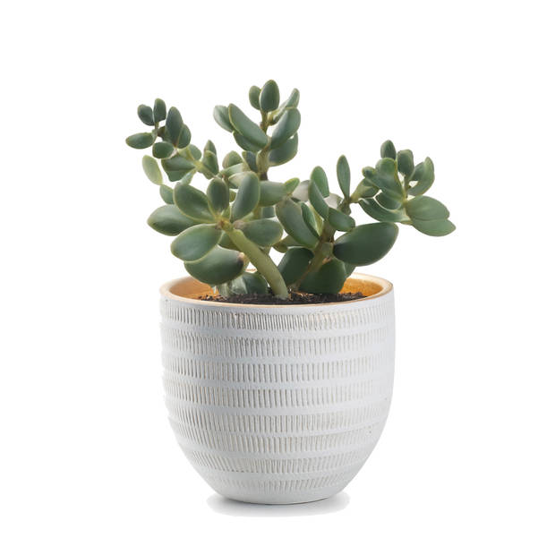 Jodeco Plantenpot/bloempot Beau - wit/goud - keramiek - D14 x H16 cm - Plantenpotten