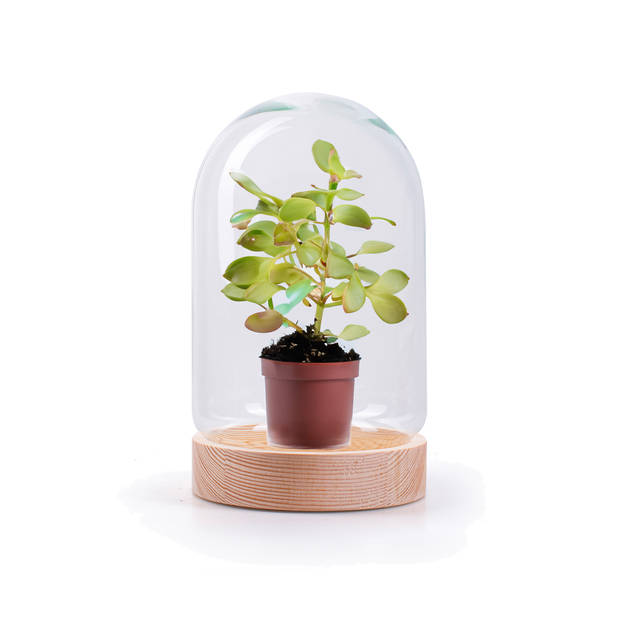 Jodeco Decoratie stolp - eco glas - houten plateau - D17 x H25 cm - Decoratieve stolpen