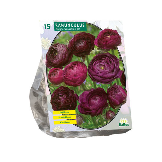 Baltus - Bloembollen Ranonkel Purple Sensation per 15