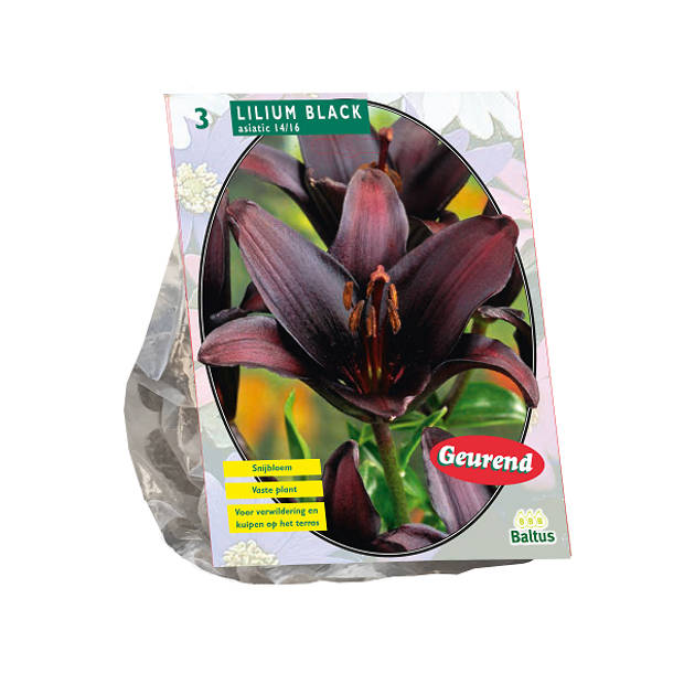 Baltus - Lilium Black per 3 bloembollen