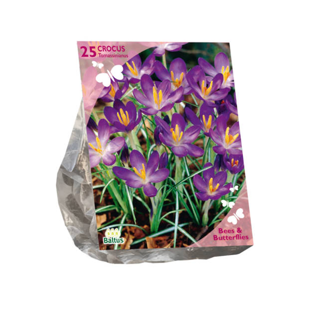 Baltus - Bees & Butterflies Crocus Tommasinianus per 25 bloembollen