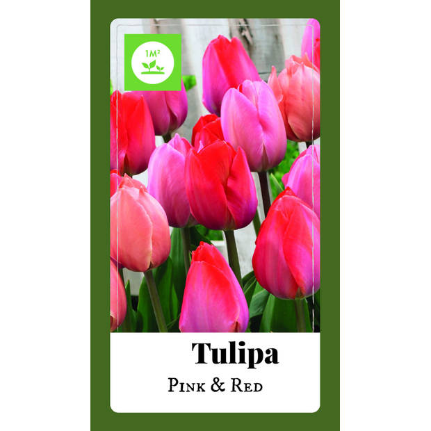 2 stuks - JUB - Tulipa Triumph roze/rood 80 bollen