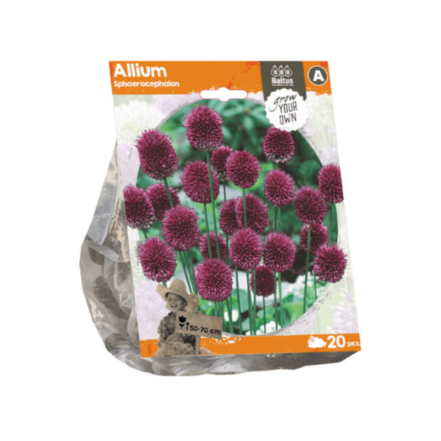 3 stuks - Baltus - Allium Sphaerocephalon per 20