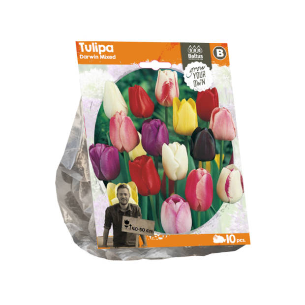 Baltus - Tulipa Darwin Mixed per 10 bloembollen