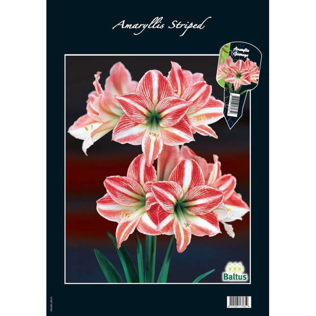 2 stuks - Baltus - Amaryllis, Gestreept (Steeketiket)