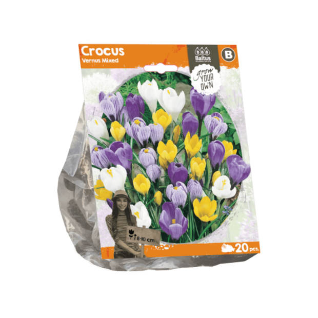 3 stuks - Baltus - Crocus Vernus Mixed per 20