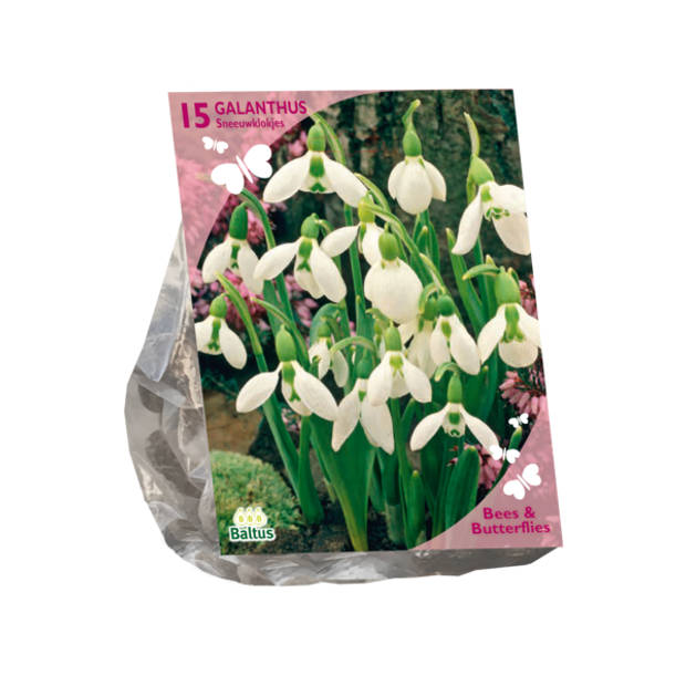 Baltus - Bees & Butterflies Galanthus Woronowii per 15 bloembollen